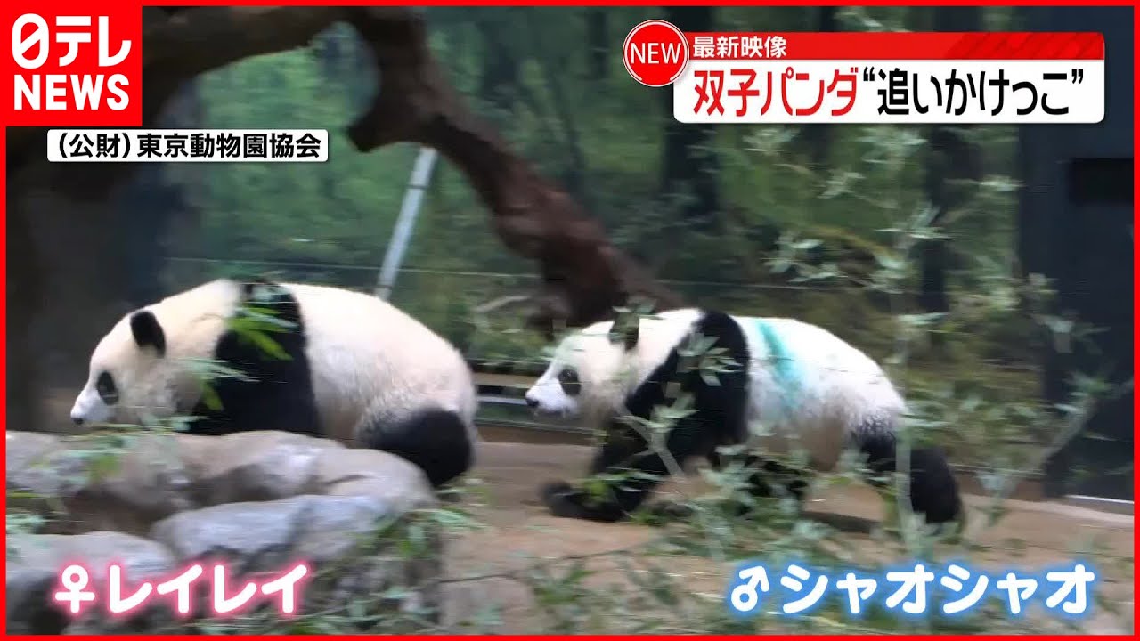 【最新映像】双子パンダが“追いかけっこ” 上野動物園