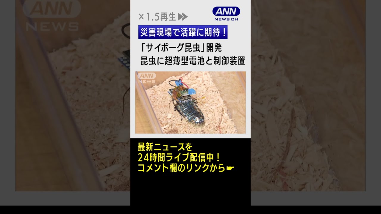 【期待】昆虫をリモート操作!“サイボーグ昆虫”開発成功「災害時の人命探索に」 #Shorts