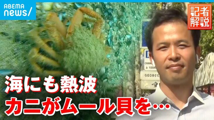 【解説】海にも熱波の影響　カニがムール貝を…｜パリ支局・金指光宏支局長