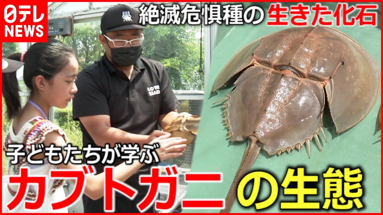 【カブトガニ】脱皮も!? 小学生が学ぶ”生きた化石”の生態　愛媛　NNNセレクション