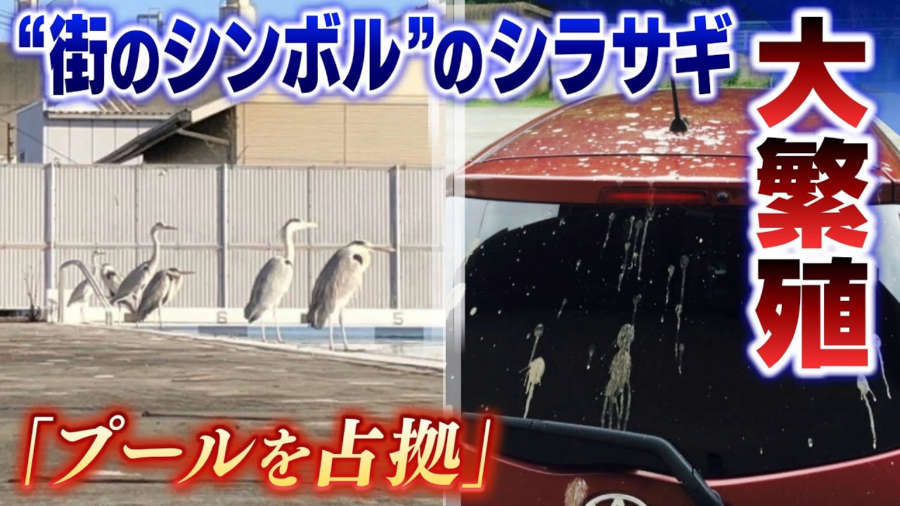 シラサギ大繁殖で「学校プール占拠」「道端に食べ残しの魚」…しかし場所は『白鷺城』近くで『市鳥』でもあり対応に苦慮(2022年9月5日)