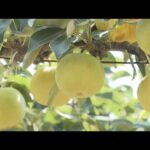 兵庫・香美町　秋の味覚“二十世紀梨”の出荷が最盛期　例年以上に大きく、甘みも上々！