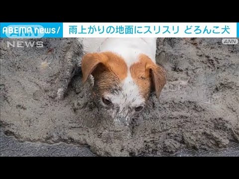 スリスリが止まらない…雨上がりのぬかるみは最高だワン！(2022年9月7日)