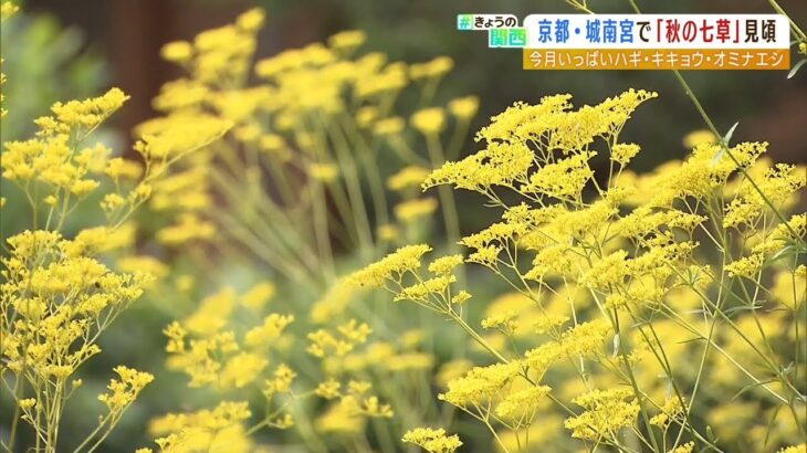 夏の終わりを告げる「秋の七草」が京都・伏見区の城南宮で見ごろ（2022年9月8日）