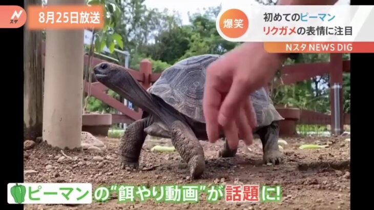 【ループ配信】かわいい動物ニュース