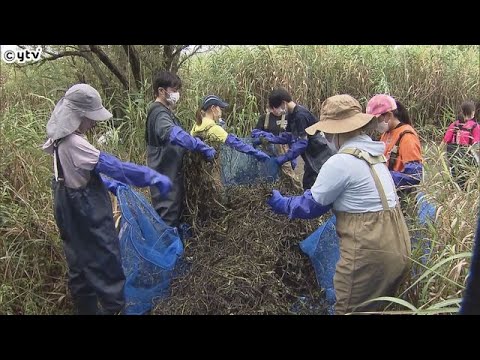 外来生物の水草繁殖許すな　琵琶湖で特定外来生物「オオバナミズキンバイ」駆除作業