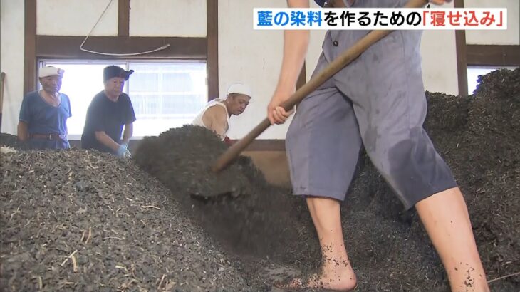 職人による熟練の作業　『藍染』の染料を作るための「寝せ込み」　徳島・上板町（2022年9月10日）