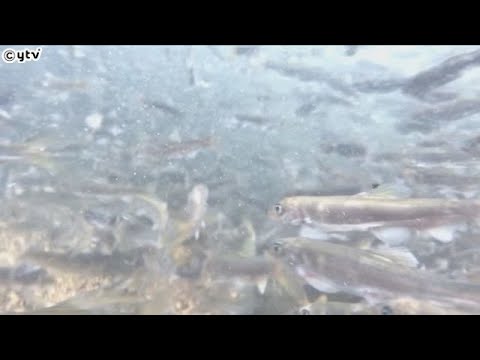 産卵期アユの遡上がピーク　滋賀・高島市の知内川　上流で卵産み付け　１年余りの短い生涯を終える