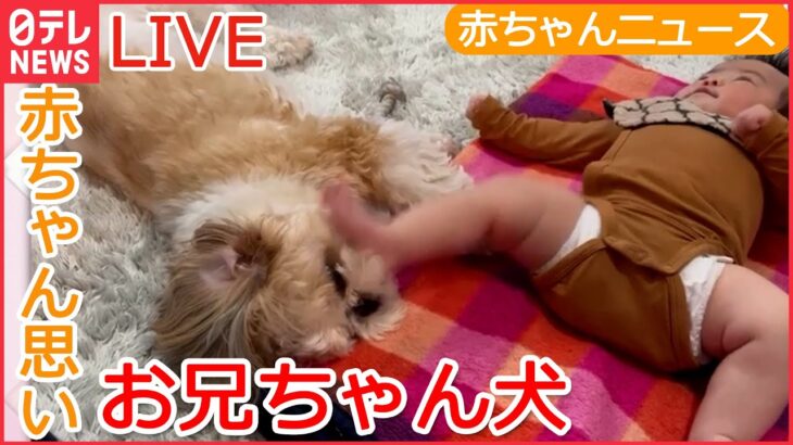 【ライブ】赤ちゃんに癒やされる “我慢強い”赤ちゃん思いの犬/大好きなのに積み木がこわい！？/“砂漠の天使”スナネコなど（日テレNEWS LIVE）