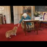エリザベス女王が愛した「コーギー」 犬たちの今後は？(2022年9月11日)