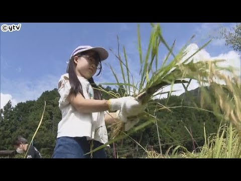 「日本の棚田百選」に選ばれている京都・福知山市の“毛原の棚田”で３年ぶりに稲刈り体験会