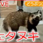 【ライブ】動物ニュース タヌキ 改札入り書店に / 脱走チンパンジー連れ戻し作戦 / レッサーパンダの風太君/ 10階建てマンションの壁にネコ/ 犬が突然 宙づり など （日テレNEWS LIVE）