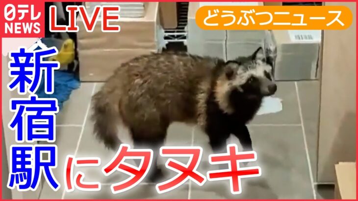 【ライブ】動物ニュース タヌキ 改札入り書店に / 脱走チンパンジー連れ戻し作戦 / レッサーパンダの風太君/ 10階建てマンションの壁にネコ/ 犬が突然 宙づり など （日テレNEWS LIVE）