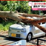 【事故】走行中の車に巨大な木が直撃 運転していた女性にケガはなし 奈良市