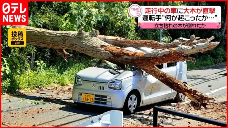 【事故】走行中の車に巨大な木が直撃 運転していた女性にケガはなし 奈良市