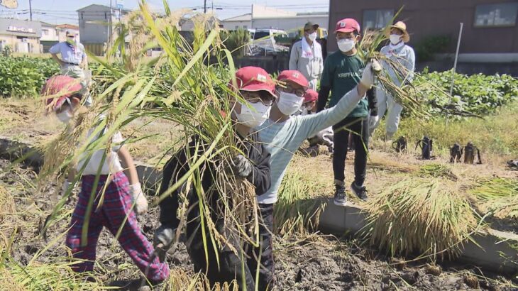 「奇跡の復興米」小学生が稲刈り、東日本大震災後に発見された３株から９回目の収穫　大阪・富田林市