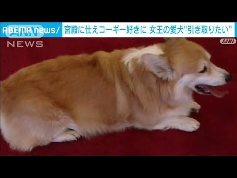 エリザベス女王の愛犬コーギー　アンドリュー王子が引き取りへ(2022年9月13日)