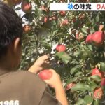 標高３００ｍで育つ甘い『りんご』兵庫・豊岡市の神鍋高原で収穫期　今は「ひめかみ」（2022年9月13日）