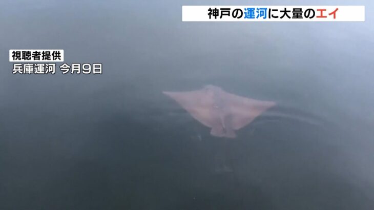 大量の「エイ」が運河で見つかる　アサリなどを食べるナルトビエイか…“毒針”に注意（2022年9月13日）