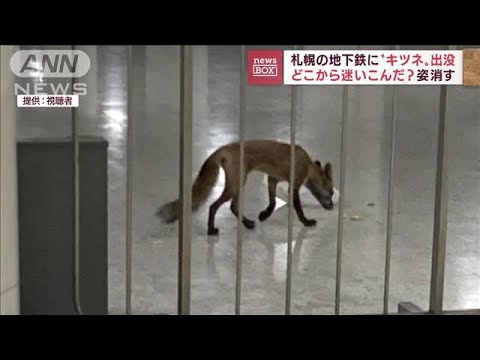 札幌の地下鉄に“キツネ”出没　どこから迷いこんだ？　3日間トンネル内に…(2022年9月13日)