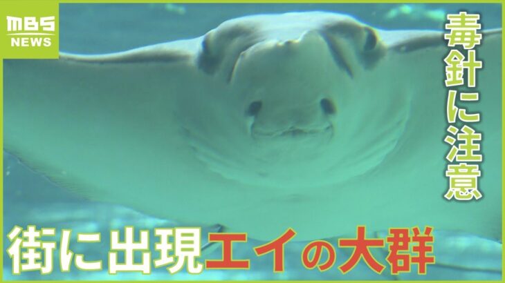 「朝、跳ねてる」漁業者を悩ます『エイ』を運河で確認　エサを求めて集まってきたか（2022年9月13日）