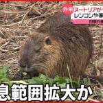 【ヌートリア】農作物に被害 目撃・捕獲数が増加