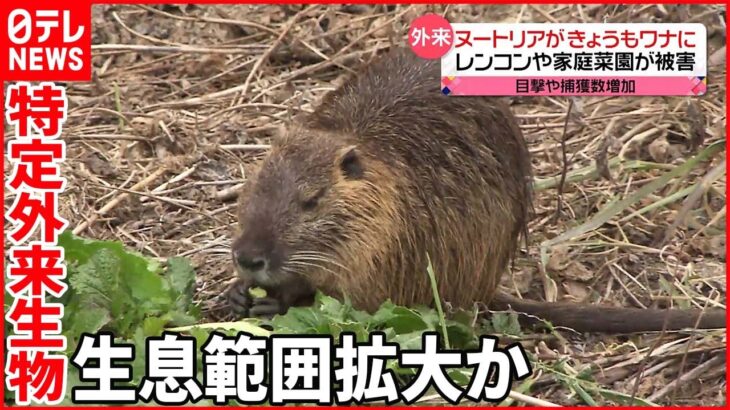 【ヌートリア】農作物に被害 目撃・捕獲数が増加