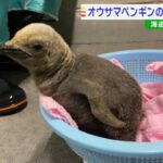 オウサマペンギンの「赤ちゃん」すくすく成長中！誕生時から体重が約３倍超に…海遊館(2022年9月14日)