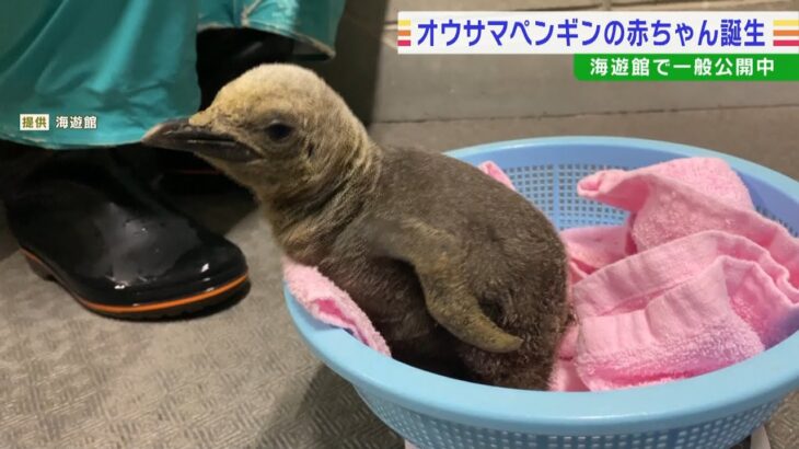 オウサマペンギンの「赤ちゃん」すくすく成長中！誕生時から体重が約３倍超に…海遊館(2022年9月14日)