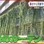 【涼しいだけじゃない！】“日本一暑い街”の小学校にあるグリーンカーテンとは？
