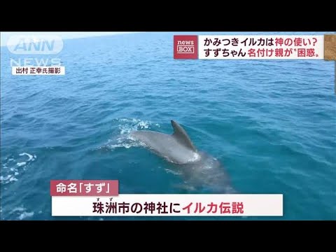 かみつきイルカは「神の使い」？名付け親が“困惑”(2022年9月14日)