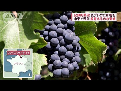 熱波で仏ワインが“おいしくなる”けど…チリでは氷河崩落「災害が50年で5倍」(2022年9月14日)