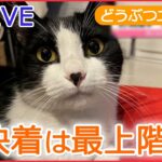 【ライブ】動物ニュース タヌキが新宿駅の書店に / 落ちそう！10階建てマンションの壁にネコ/ レッサーパンダの風太君/ スナネコの赤ちゃん/ 犬が突然 宙づり など （日テレNEWS LIVE）