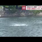 【瞬間】まるで渦潮…「ゴー！」川で水しぶき　広島(2022年9月15日)