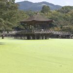 季節外れの暑さ影響か…奈良公園の観光名所「浮見堂」がある鷺池で水草“アオウキクサ”大量発生