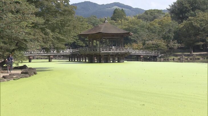 季節外れの暑さ影響か…奈良公園の観光名所「浮見堂」がある鷺池で水草“アオウキクサ”大量発生