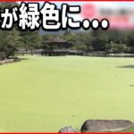 【再び大繁殖】奈良公園で「アオウキクサ」異常発生 先月除去も…