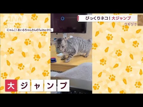 すごい勢い！“びびりネコ”の大ジャンプ　どんなイタズラしようと？(2022年9月15日)