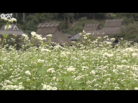 秋の花の便り届く　京都・美山でソバの花が満開、滋賀・長浜では色鮮やかなハギの花が見ごろ