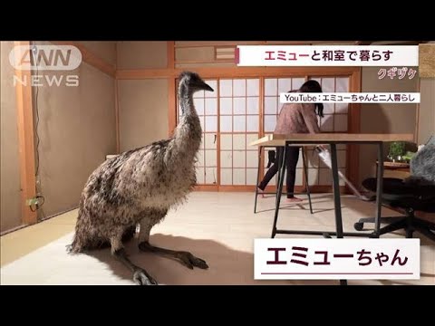 【エミューちゃん】ひどい夜鳴きも…飼い主への“恩返し”でパソコン勉強中(2022年9月16日)