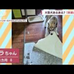 【やりたい放題】大型犬あるある？ “床剥がし”に“大穴”…イタズラに飼い主大忙し(2022年9月16日)