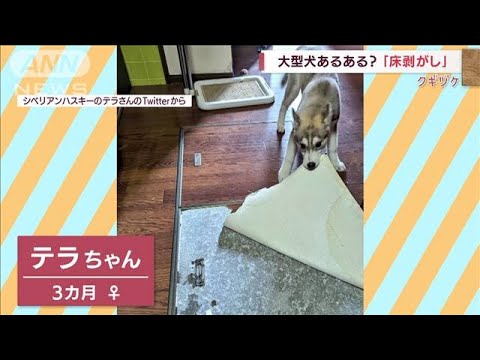 【やりたい放題】大型犬あるある？ “床剥がし”に“大穴”…イタズラに飼い主大忙し(2022年9月16日)