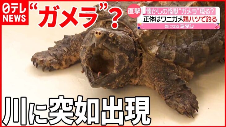 【突如出現】岐阜県の川に“ガメラ”？ 外来種「ワニガメ」を捕獲