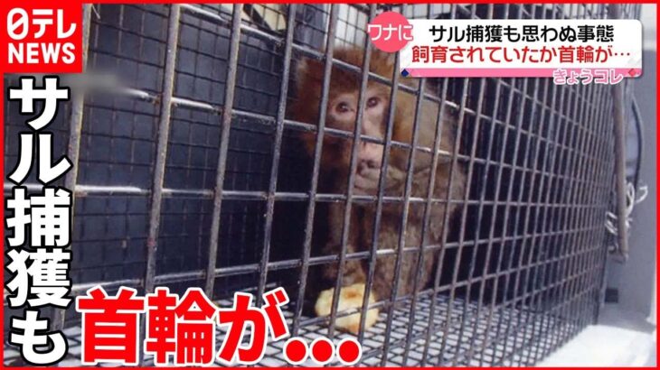 【サル捕獲】飼育されていた？ 首輪があり“落とし物”扱いに 新潟市