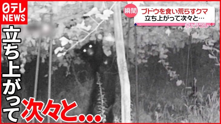 【クマ】収穫間近のブドウを食い荒らす 防犯カメラが捉えたその一部始終