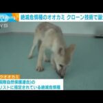 絶滅危惧種のオオカミをクローン技術で誕生　中国(2022年9月20日)