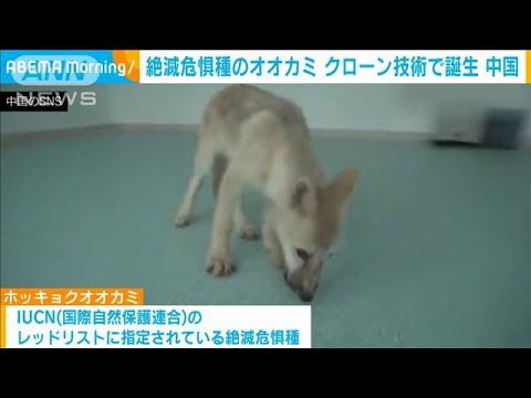 絶滅危惧種のオオカミをクローン技術で誕生　中国(2022年9月20日)