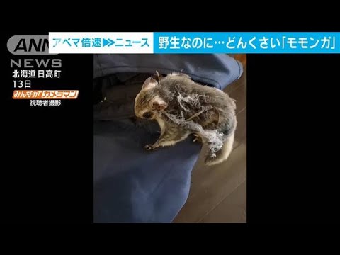 野生なのに“どんくさい”モモンガ　自ら捕獲され…(2022年9月21日)