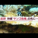 ＜最新＞沖縄のサンゴ危機・・地球温暖化で白化拡大【Jの追跡】(2022年9月21日)