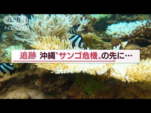 ＜最新＞沖縄のサンゴ危機・・地球温暖化で白化拡大【Jの追跡】(2022年9月21日)